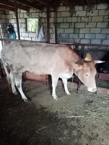 Qoyunlar, qoçlar: Qoyun sürüsü – müxtəlif rəng və yaşlarda - Şəkillərdə təsvir olunan -da lalafo.az — 5 Qoyunlar, qoçlar: Qoyun sürüsü – müxtəlif rəng və yaşlarda - Şəkillərdə təsvir olunan — 5