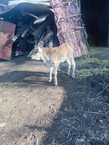 Коровы, быки: Продаю | Музоо, торпок | Полукровка | На откорм — 7