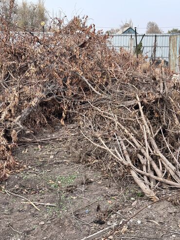 ищу работу на охрану: Дрова Самовывоз