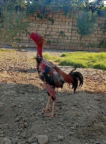 www.toyuq ve cuce yem qablari: Xoruz, Heyratı, il: 1, Ödənişli çatdırılma — 2