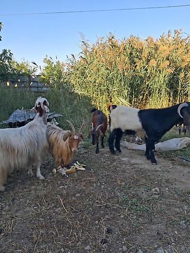 keci satisi: 🐐 6 BAŞ KEÇİ SATILIR — 1 ERKƏK + 5 DİŞİ • 1 baş erkək • 5 baş dişi • — 1