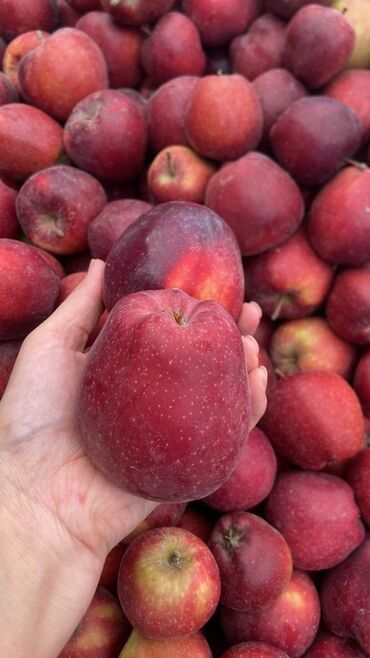 сублимированные фрукты бишкек цена: Яблоки