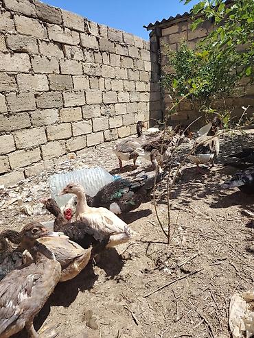 labrador satilir: Muscovy ördəkləri - Cins: Muscovy/ - Rənglər: qara-ağ,ağ. 6 7 — 6