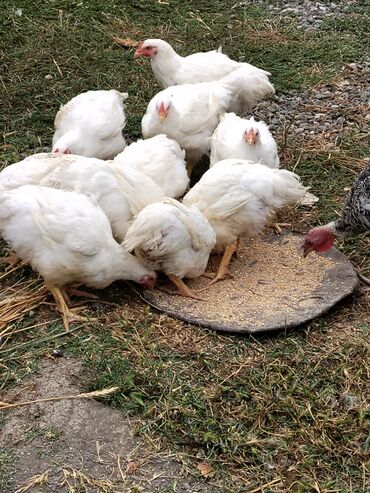 Toyuqlar: Təmizlənmiş Colpa var təmiz əti 1500.1600.1700.1800di istəyən zakas — 11