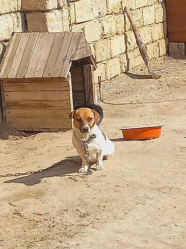 İtlər: Cek rassel teryer, 2 il, Dişi -da lalafo.az — 6 İtlər: Cek rassel teryer, 2 il, Dişi — 6