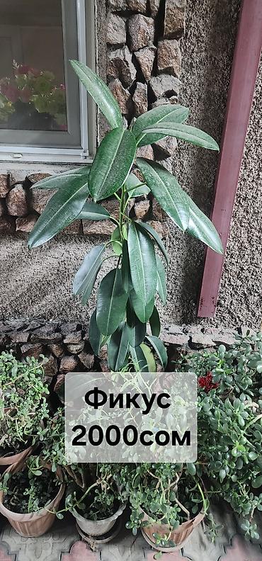 сколько стоит один тюльпан: Толстянка (денежное дерево) в горшке. Размеры на фото: от средних до — 3