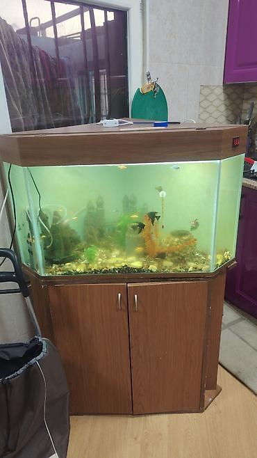 Akvarium-şkaf, Balıqlarla birlikdə, 200 l, Ünvandan götürmə lalafo.az -da Akvarium-şkaf, Balıqlarla birlikdə, 200 l, Ünvandan götürmə