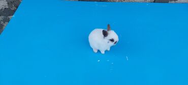 Dovşanlar: 🟠 Ev dovşanı balalarına super endirim kampaniyası. müvəqqəti olaraq 50 — 10