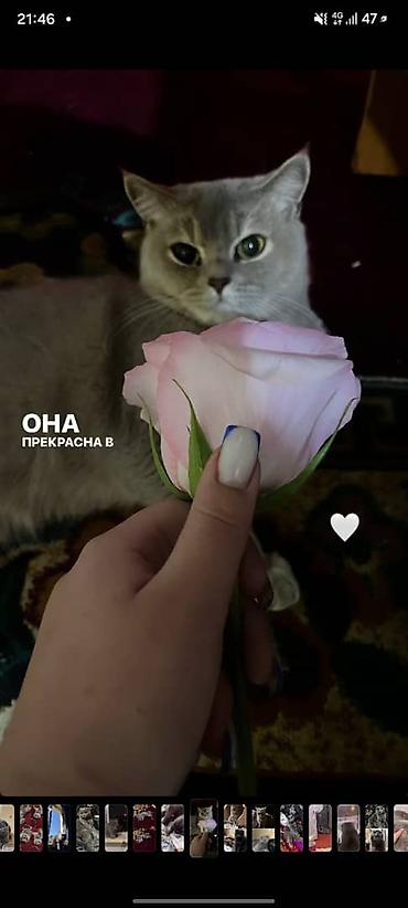кошки скотиш фолд: Срочно заберите Шотландские кошки (скоттиш‑фолд/страйт), окрас блю — 3