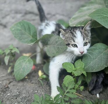 персидские котята: Отдаются котята, котята очень домашние и ручные,в самые добрые руки. К