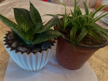 Otaq bitkiləri: Her nov guler var endirimnen verecem Gencedi istiyen yazsin satiş — 91