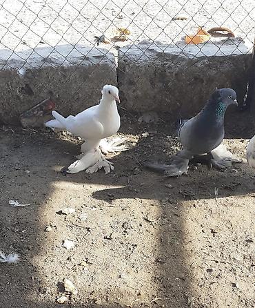göyərçin satışı: Iri lelekli kekilli quslar satilir hamisi ebresden — 1