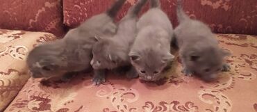 Pişiklər: Britan, Erkək, Dişi — 11