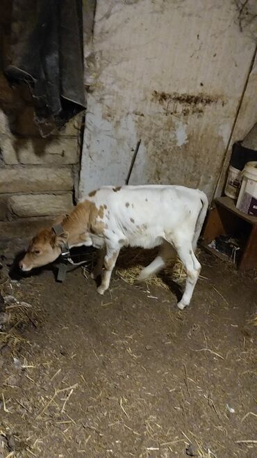 Inəklər, öküzlər: Məhsul: İnək (iribuynuzlu heyvan) Xüsusiyyətlər: - Rəng: Ağ-krem — 12