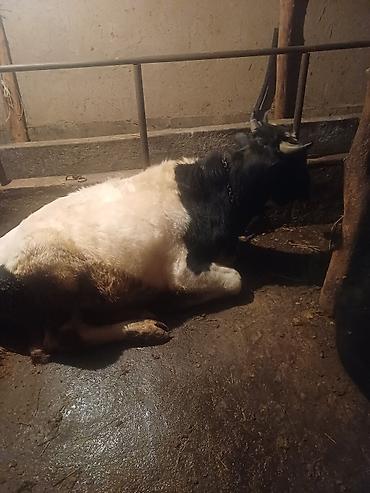 Коровы, быки: Продаю | Бык (самец) | На откорм | Привязанные at lalafo.kg — 7 Коровы, быки: Продаю | Бык (самец) | На откорм | Привязанные — 7