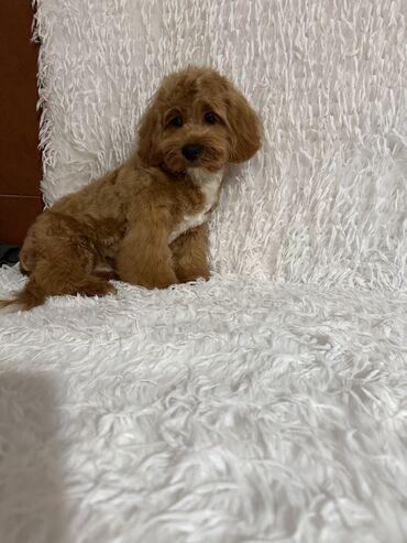 акустические системы apollo колонка в виде собак: Мальтипу, 4 месяца, Самец, С прививкой, С родословной