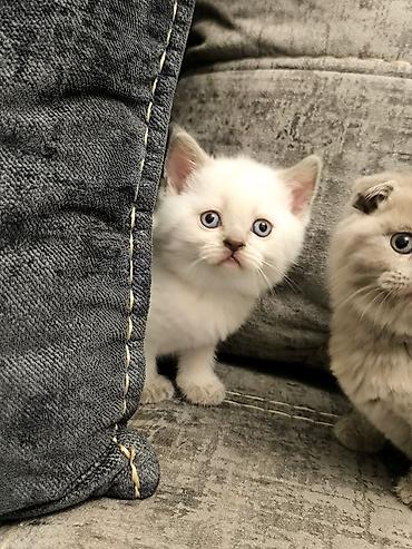 Pişiklər: Britan, Yaxşı əllərə — 6