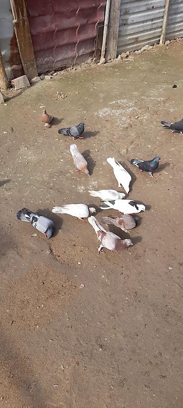 goyerci: Hoptum satılır 1i 5manatdan,cəmi 14 quşdu,2si sarı,2si qaragöy,2si — 5