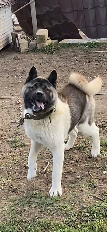 it satislari: Akita-inu, Erkək, Sənədli — 5