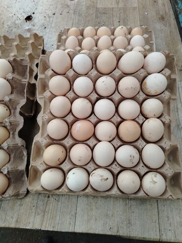 Digər quşlar: Kənt yumurtası kənt colpsı və kəsilib təmizləmiş öry satışı var kimə — 1
