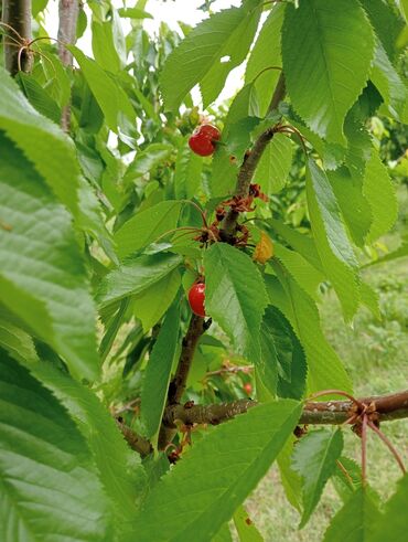 Şitillər: Toptan ve perakende formada yasil ve meyve agaclarin satisi🌴🌳🌱🍃 -da lalafo.az — 14 Şitillər: Toptan ve perakende formada yasil ve meyve agaclarin satisi🌴🌳🌱🍃 — 14