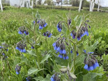 Günlük kirayə evlər: 230 kv. m, 6 otaqlı, Kanalizasiya, Kombi, Qaz — 19