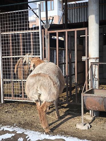 Баран, овца: Продаю | Ягненок, Баран (самец) | Арашан | Для разведения | Племенные at lalafo.kg — 1 Баран, овца: Продаю | Ягненок, Баран (самец) | Арашан | Для разведения | Племенные — 1