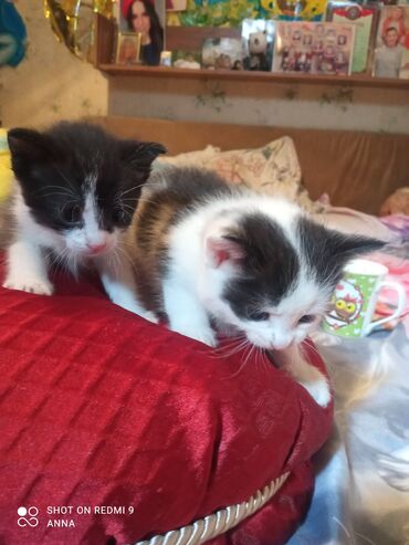 бесплатные котята в бишкеке: Котята ждут своих хозяев. мальчик и девочка . родились 21 марта