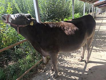 Продам с/х животных: Продаю | Корова (самка) | Для молока | Привязанные — 3