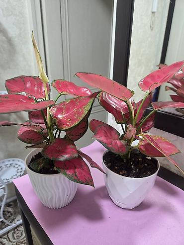 Антуриумы: Антуриум Андре (Anthurium andreanum) - Эффектный комнатный ароид с — 56