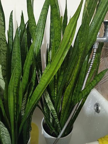 змея для дома: Сансевиерия (Щучий хвост) в горшках. Продам сансевиерию — 2000 сом за — 2