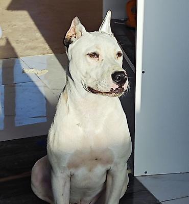 Pitbul, 6 ay, Erkək, Peyvəndli lalafo.az -da Pitbul, 6 ay, Erkək, Peyvəndli