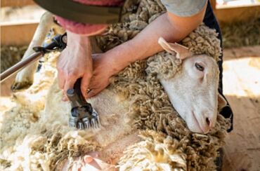 стрижка овец сокулук: Кой кыркам 20жыл опыт электро машинкаменен кыркам (стрижка овец) на