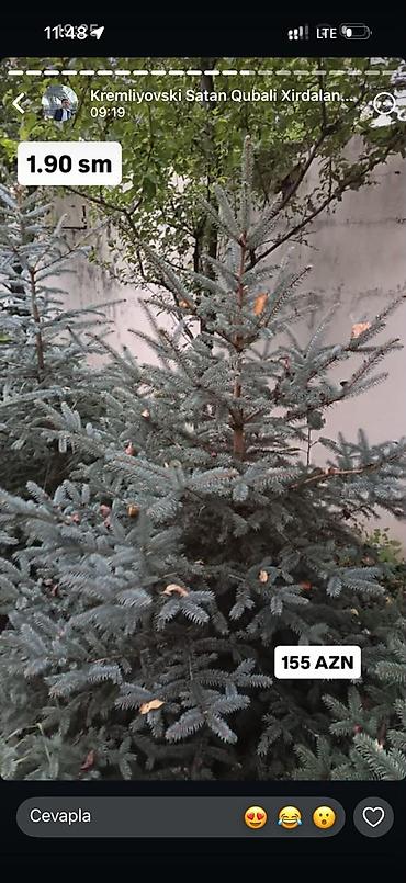 Digər bitkilər: Original Kremlovski yolkalar satılır 🌲 Ruslan_Dekorativ_Bitkilər🌲 — 14