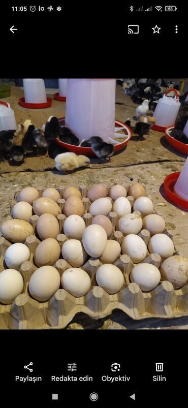 mayalı yumurtalar: Mayalı yumurta . Arpa,buğda, ot ilə qidalanırlar. Orqanik