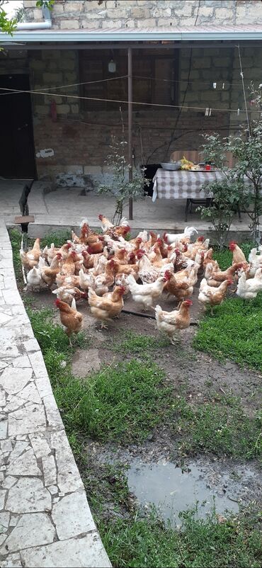 toyuq satisi: Курица, Для яиц, Платная доставка