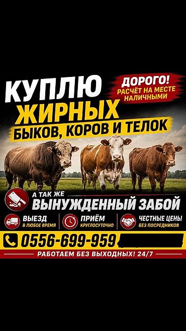 Айыл-чарба жаныбарлары: Покупка КРУПНОГО РОГАТОГО СКОТА: жирных быков, коров и тёлок. - — 1