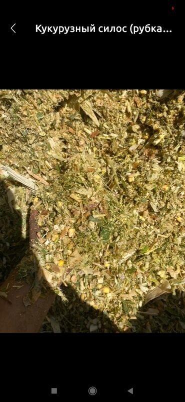 пшеница ячмень: Продаю силос с кукурузой сорт МАНАС местный 100тонна. 1кг. по 6сом