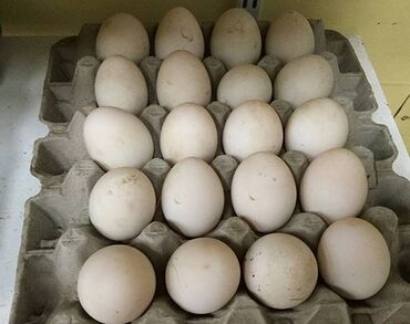 Молочные продукты и яйца: Продам домашние яйца утинные можно для инкубатора 1 яйцо