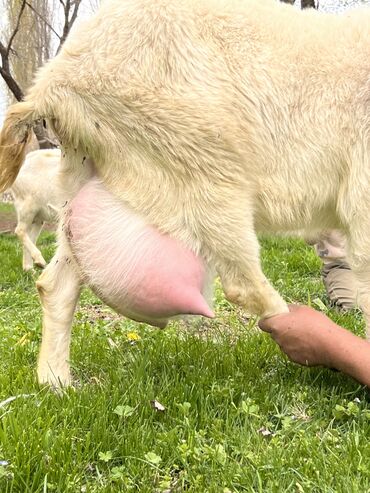 молочные породы коз цена: Продаю | Коза (самка), Козлёнок | Зааненская | Для разведения, Для молока | Племенные, Котные