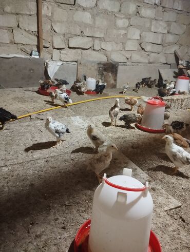 ev pisikleri satışı: Salam Kənd cücələri satışda 29 gunlukdu hər bir vaksinasi edilib 700