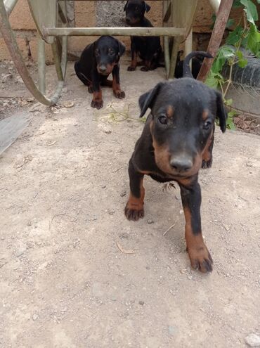 it satilir: Doberman, 2 ay, Erkek, Peyvəndli, Ödənişli çatdırılma