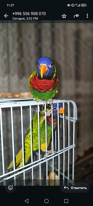 живой вес: 🌈🦜 РАДУЖНЫЕ ЛОРИКЕТЫ — ГОТОВАЯ ПАРА! 🔥 💎 Яркие, красивые и невероятно — 3
