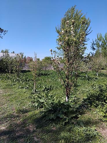 каракол комната: В селе Куршаб Ошской области продаётся дом.Общая площадь 20 — 2