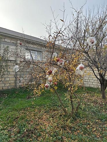 Torpaq sahələrinin satışı: Tikinti — 24