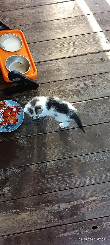 сухое молоко для котят: Отдадим котят в хорошие руки! кушают сами,ходят в лоток — 3