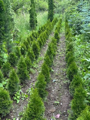 Декоративные цветы: 🌿 Сапаттуу көчөттөр Ноокаттан! Европадан алып келинип, өзүбүздүн — 2