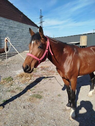 домик для кошки многоуровневый: Продаю | Жеребец