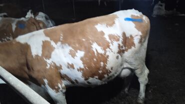 sudluk inekler satışı: Rayonlara çatdırılma