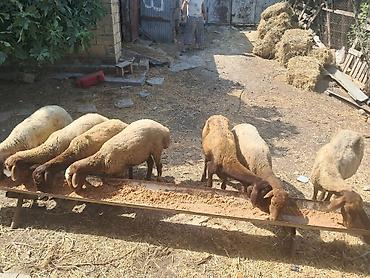 simmental inək cinsi: Qoyunlar – ana sürü üçün - Növ: yerli ətlik-quyruqlu qoyunlar - Say — 4